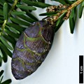SpeciesSub: var. chinensis